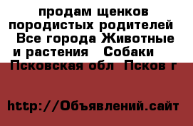 продам щенков породистых родителей - Все города Животные и растения » Собаки   . Псковская обл.,Псков г.